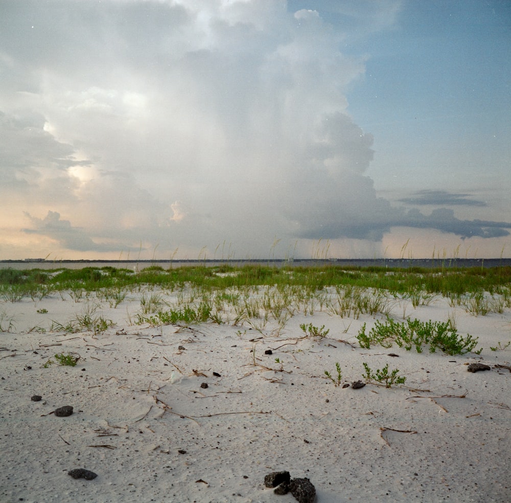 a sandy beach with plants and water