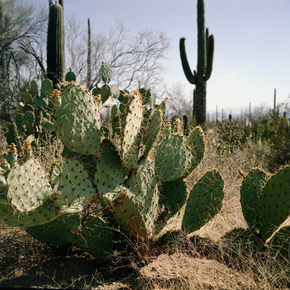 a cactus plant in a field