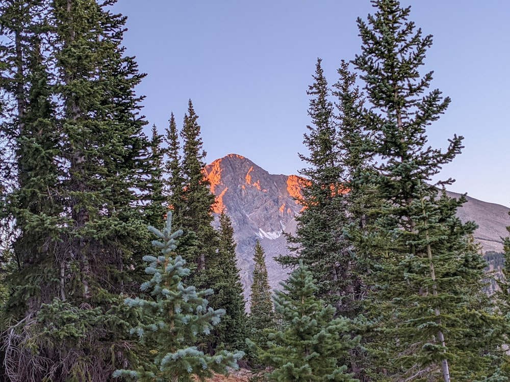 a mountain with trees in front of it