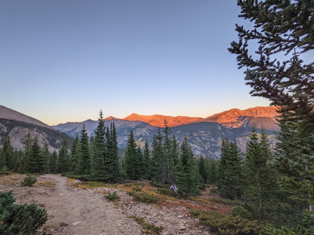 a landscape with trees and mountains in the back