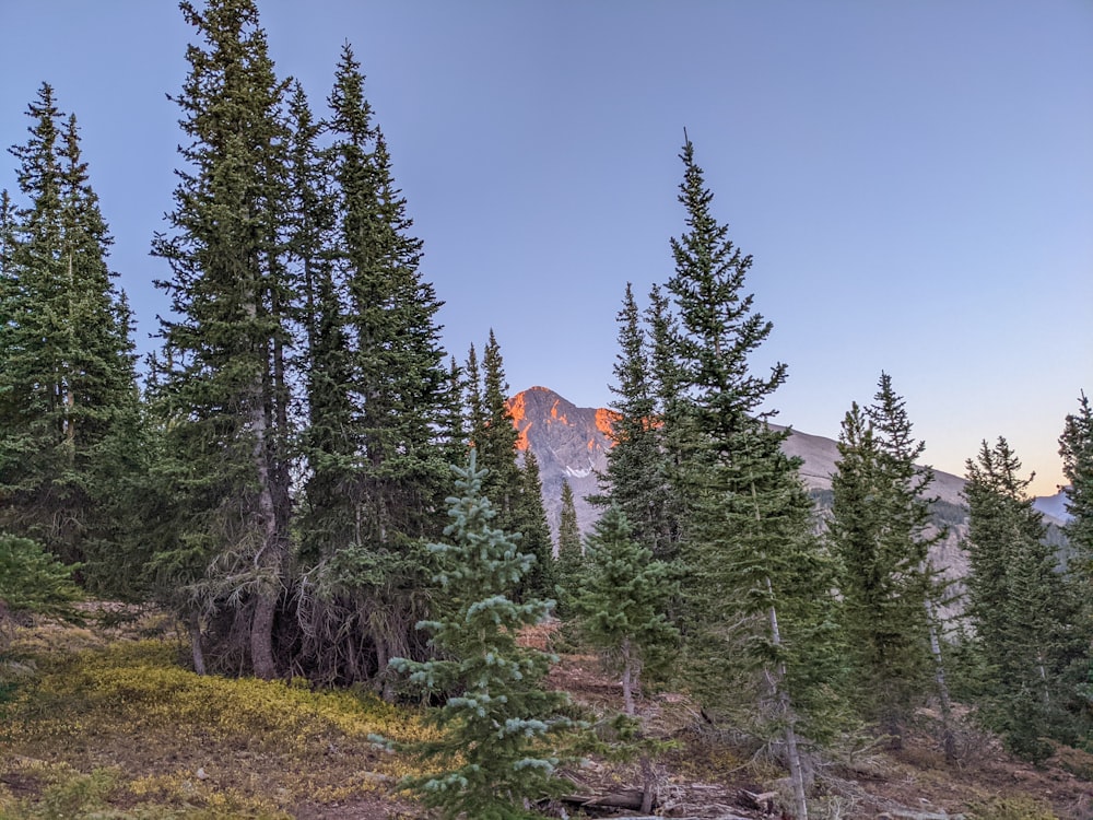 a group of trees with a mountain in the background