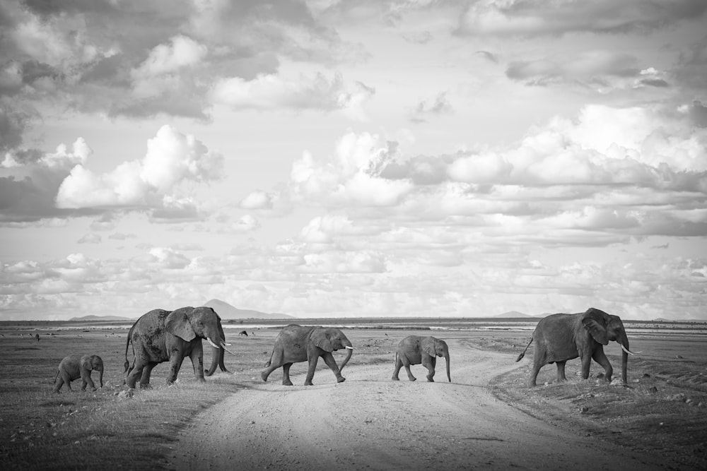 a group of elephants walk across a dirt road