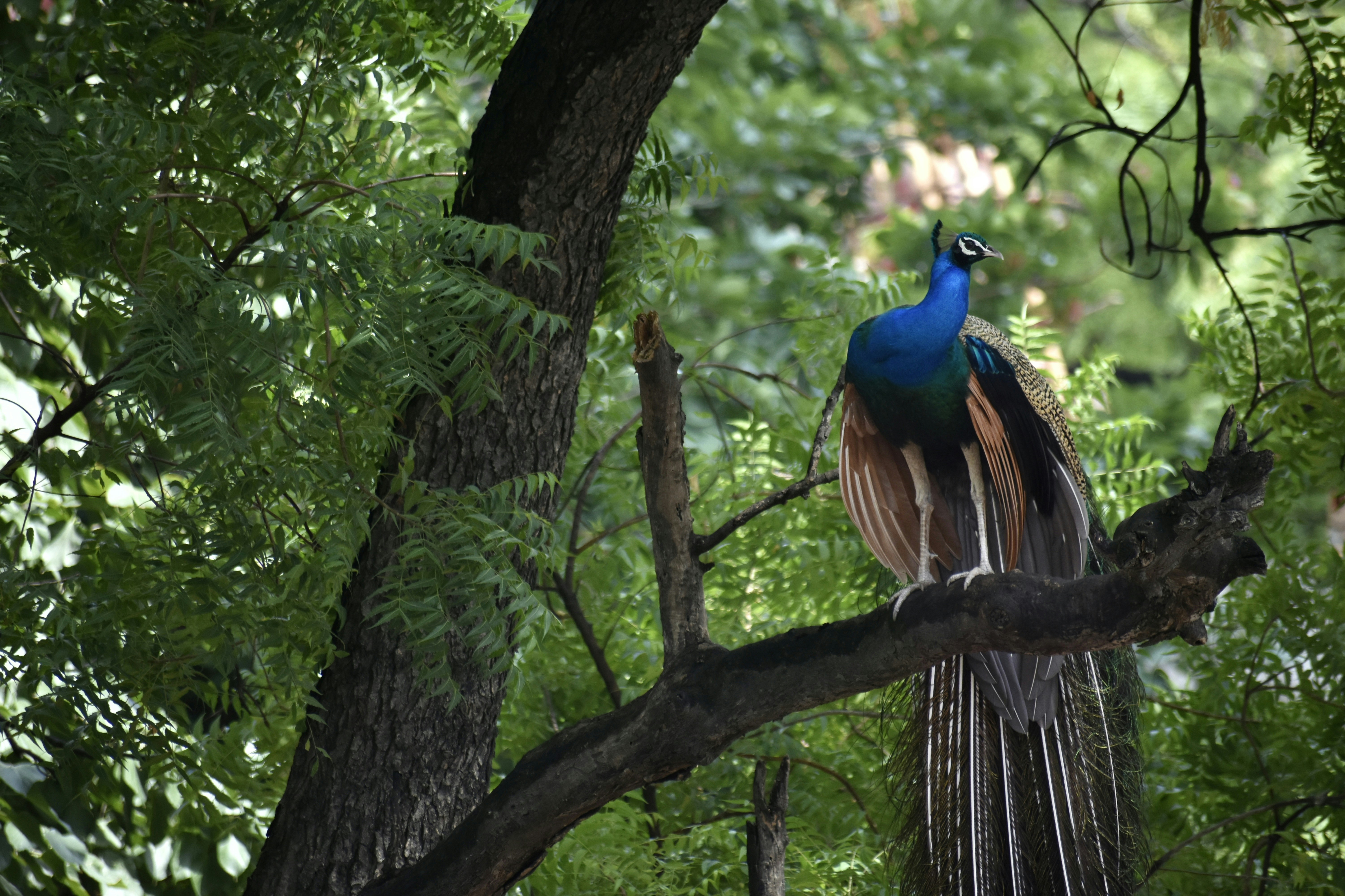 Photo by pranjalsingh