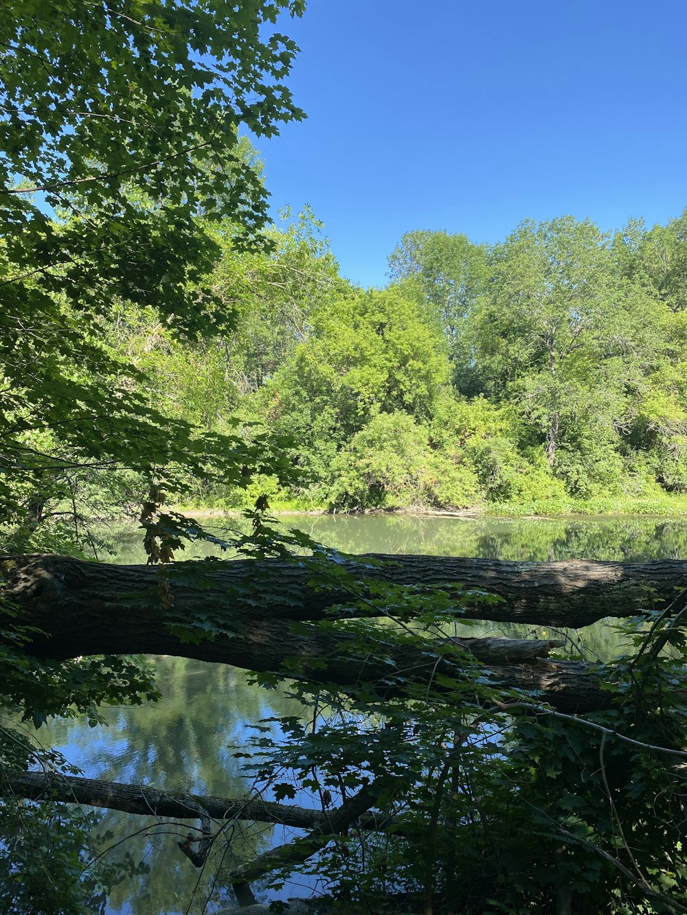 a body of water surrounded by trees