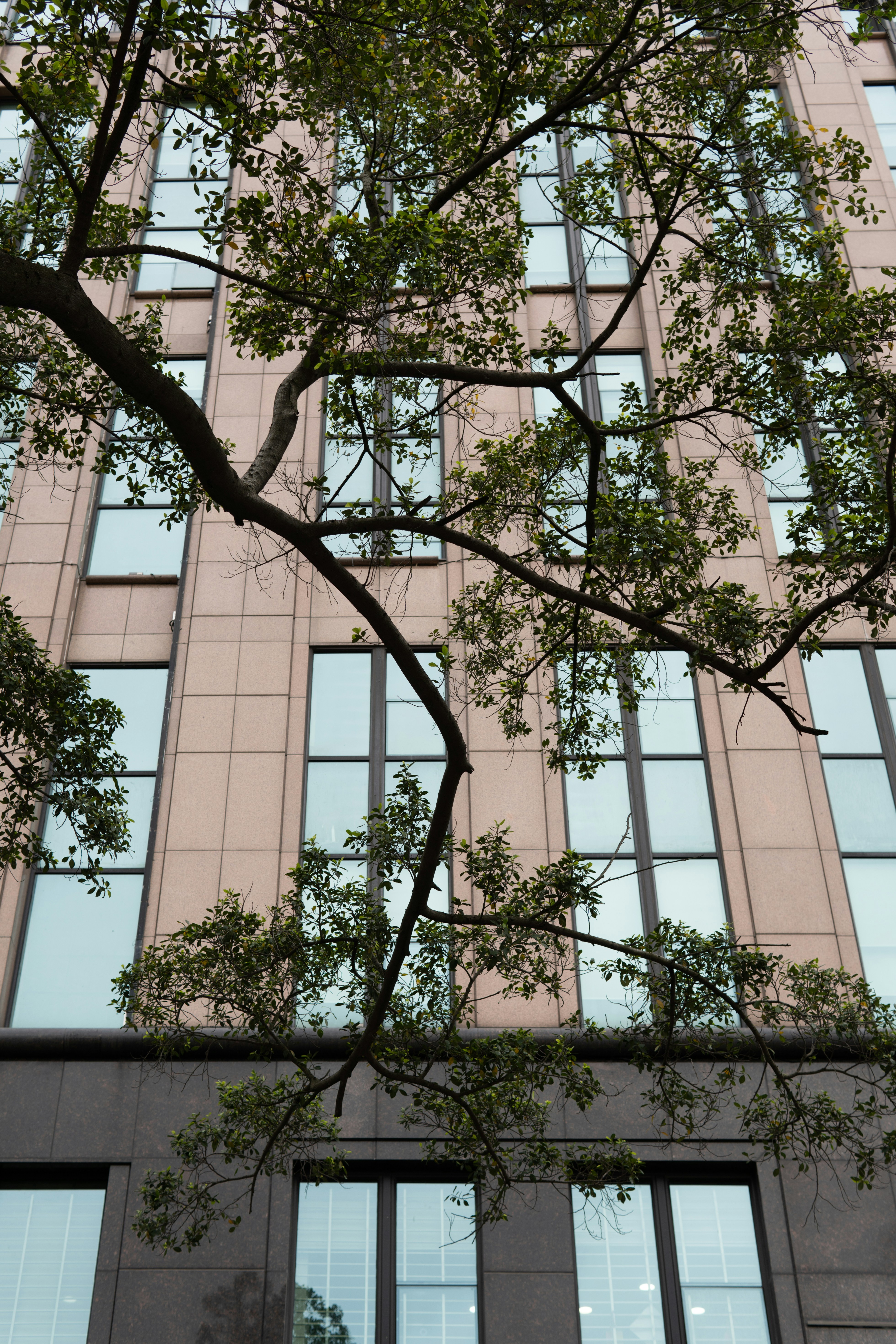 a tree in front of a building