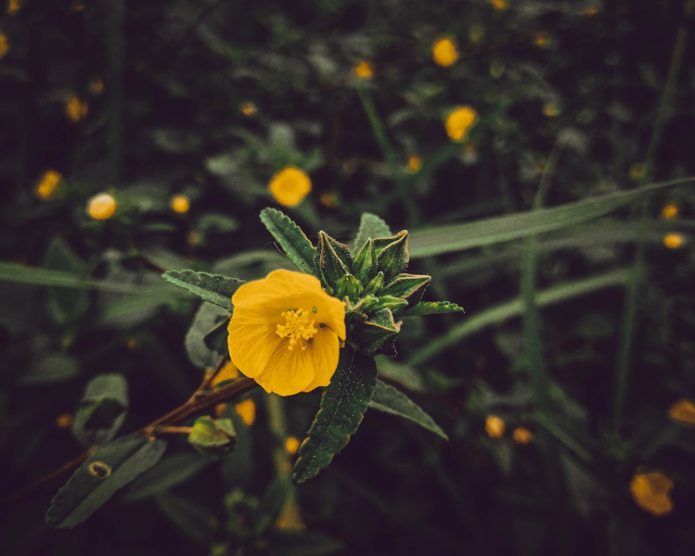 a yellow flower on a plant