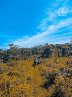 A person rides an elephant along a narrow dirt path through dense, lush green foliage with a clear blue sky overhead. The scene conveys a sense of adventure and exploration in a natural setting.
