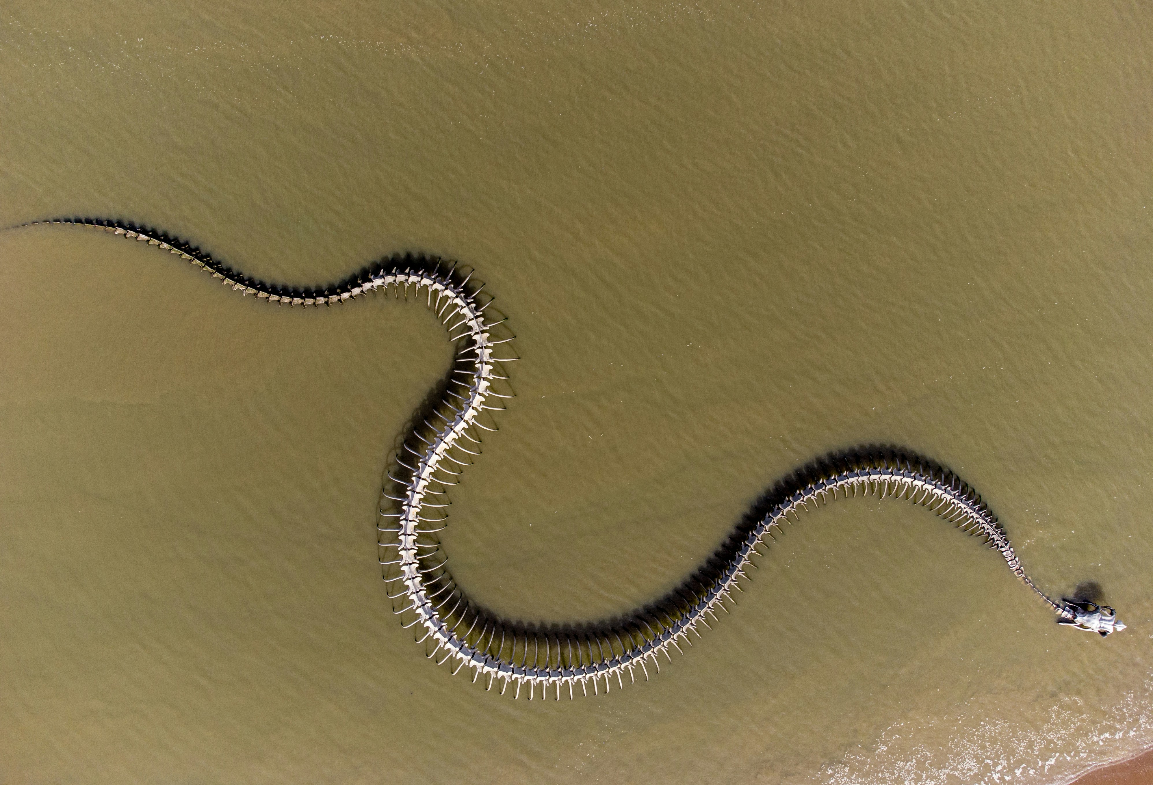a snake on the sand
