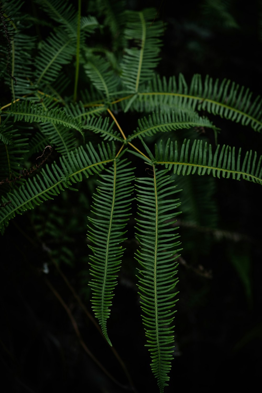 a close-up of a plant