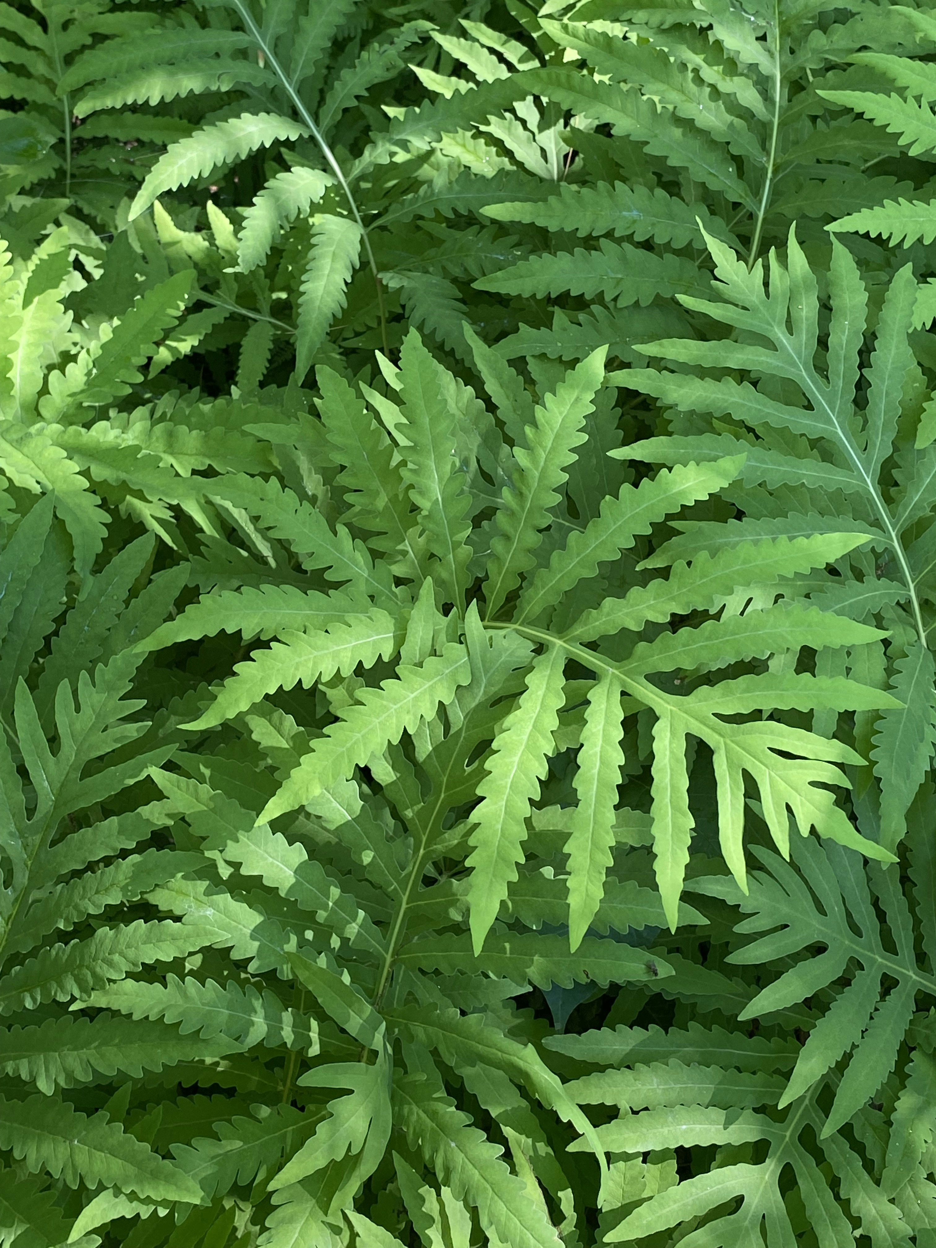 Choose from a curated selection of green wallpapers for your mobile and desktop screens. Always free on Unsplash.