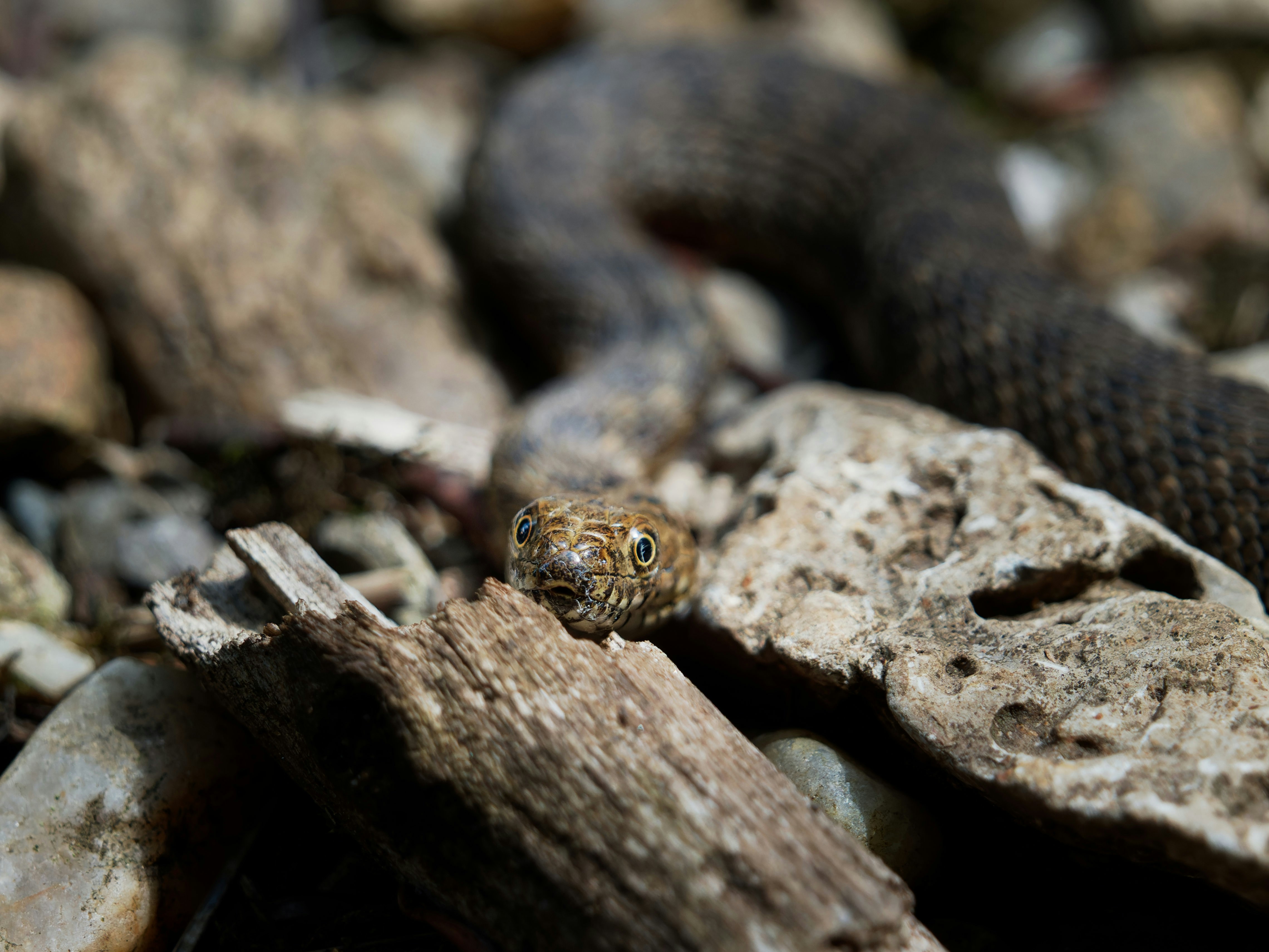 Photo by illes_cristi