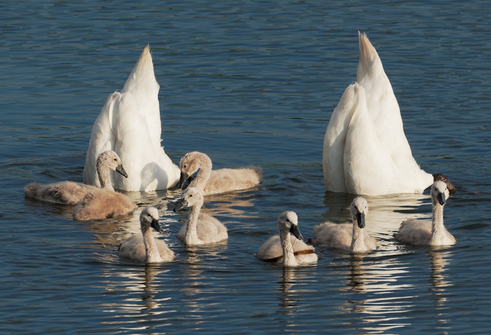 a group of geese swimming in water