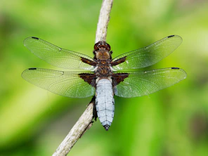 a dragonfly on a stick
