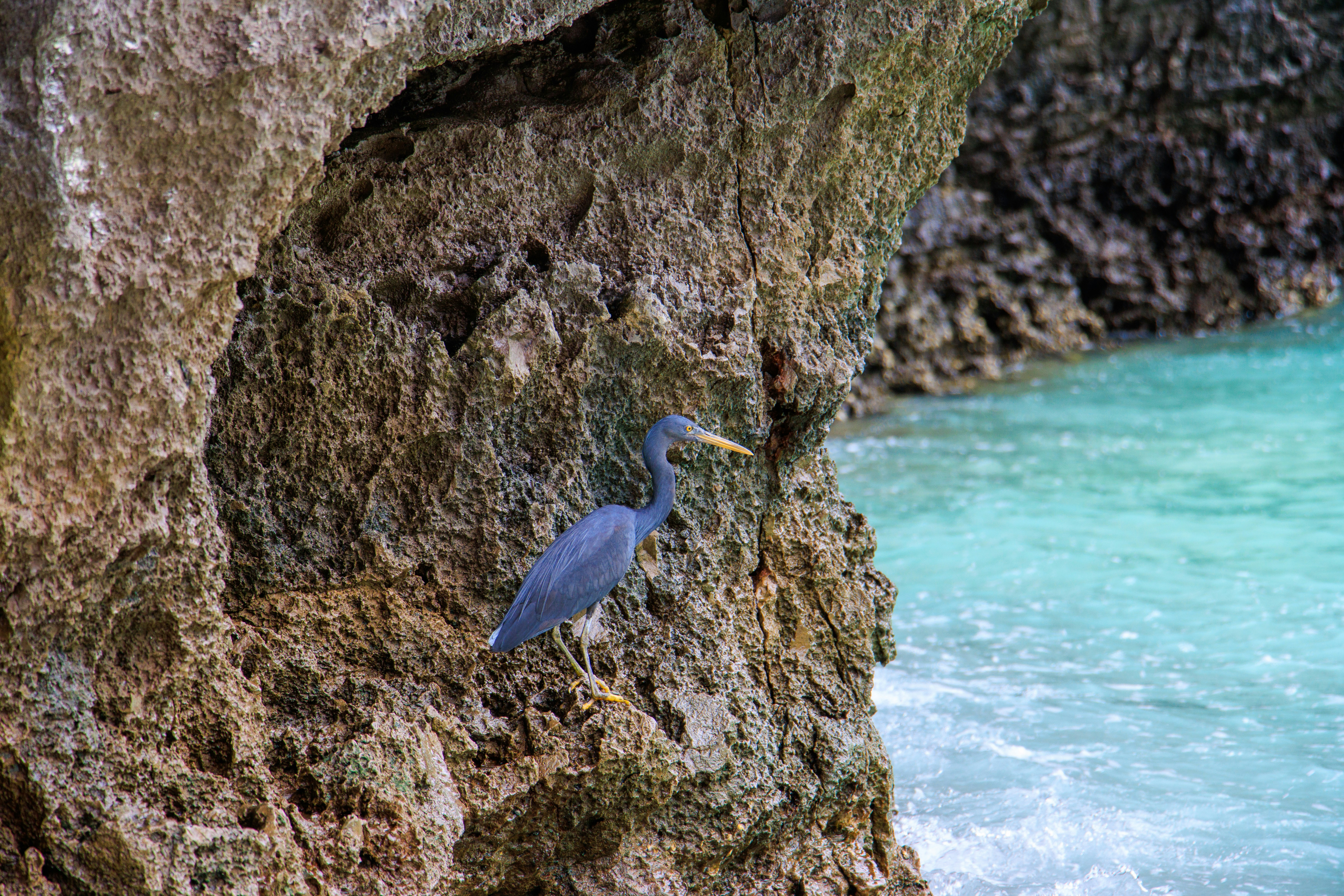 A bird on a rock photo – Free Animal Image on Unsplash
