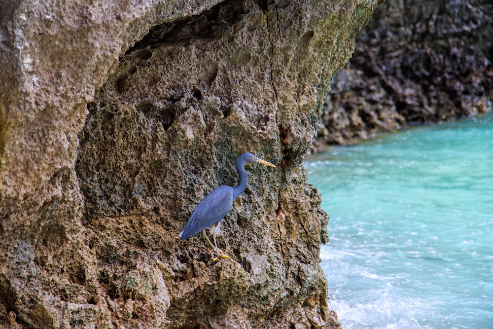 a bird on a rock