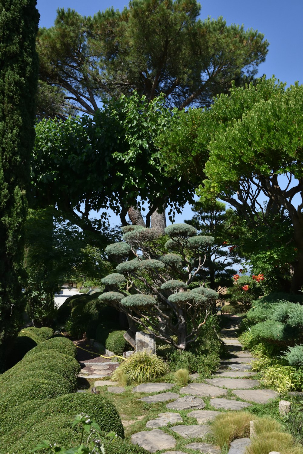 a garden with trees and bushes