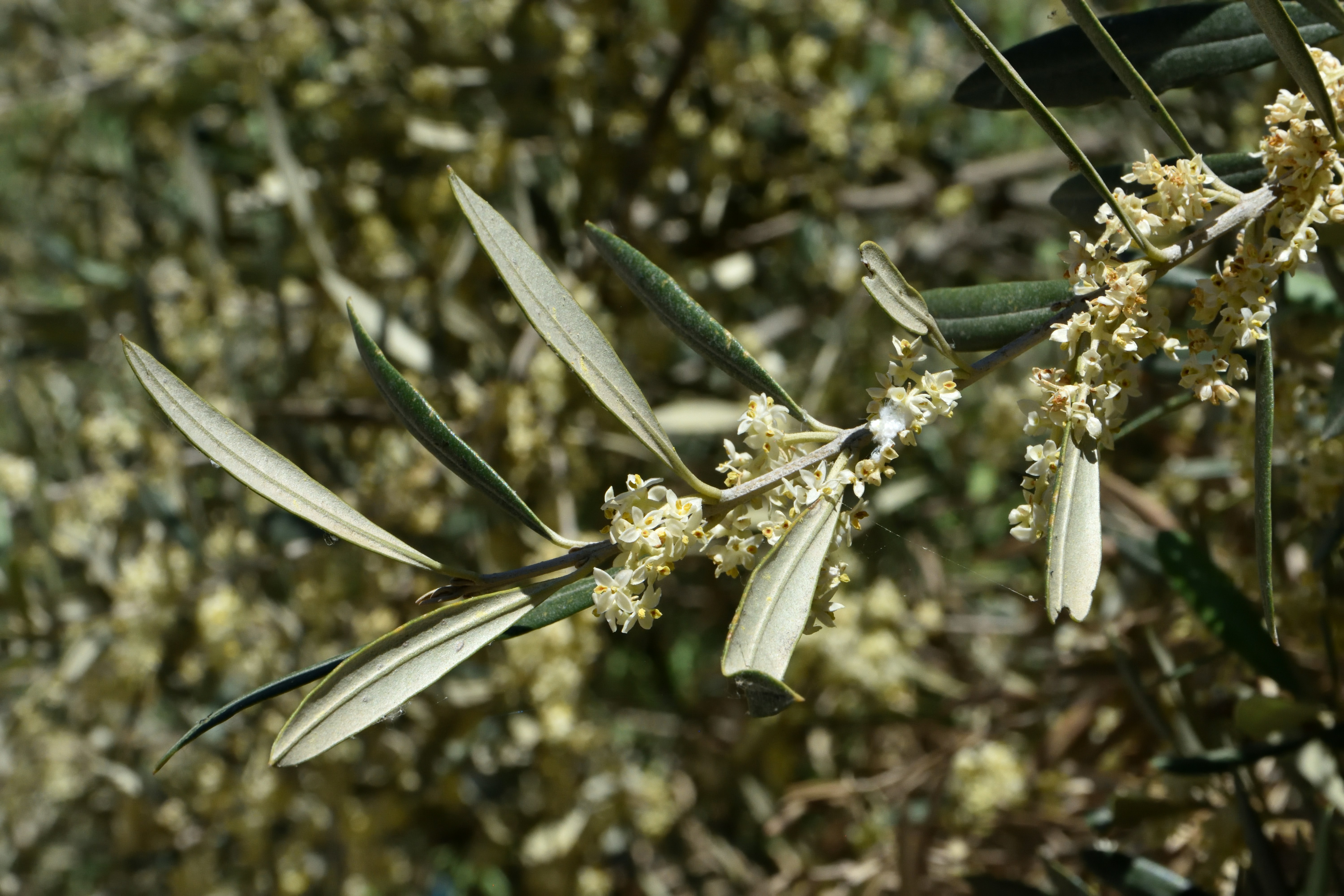Fresh olives on the branch