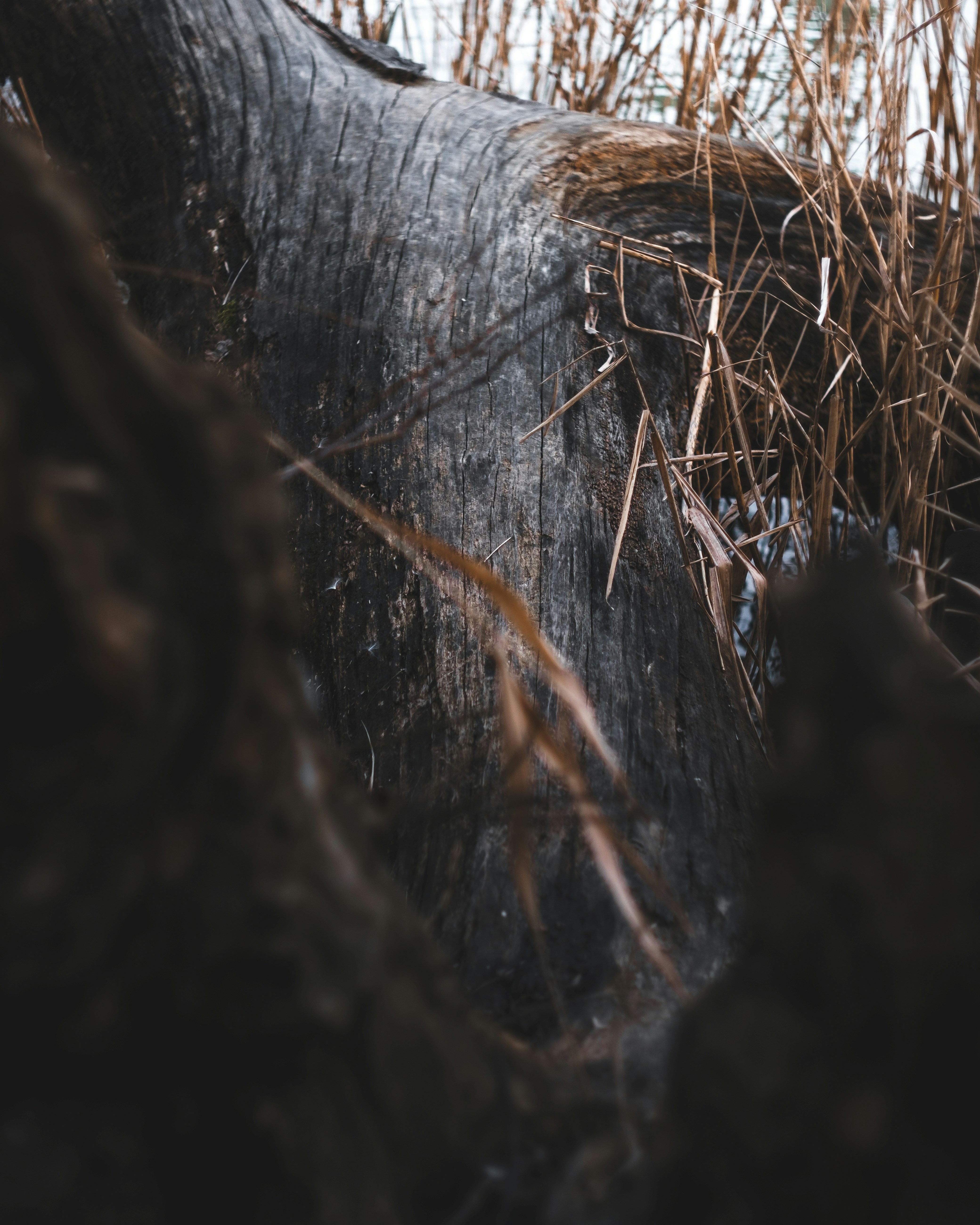 Photo by sopuresocold