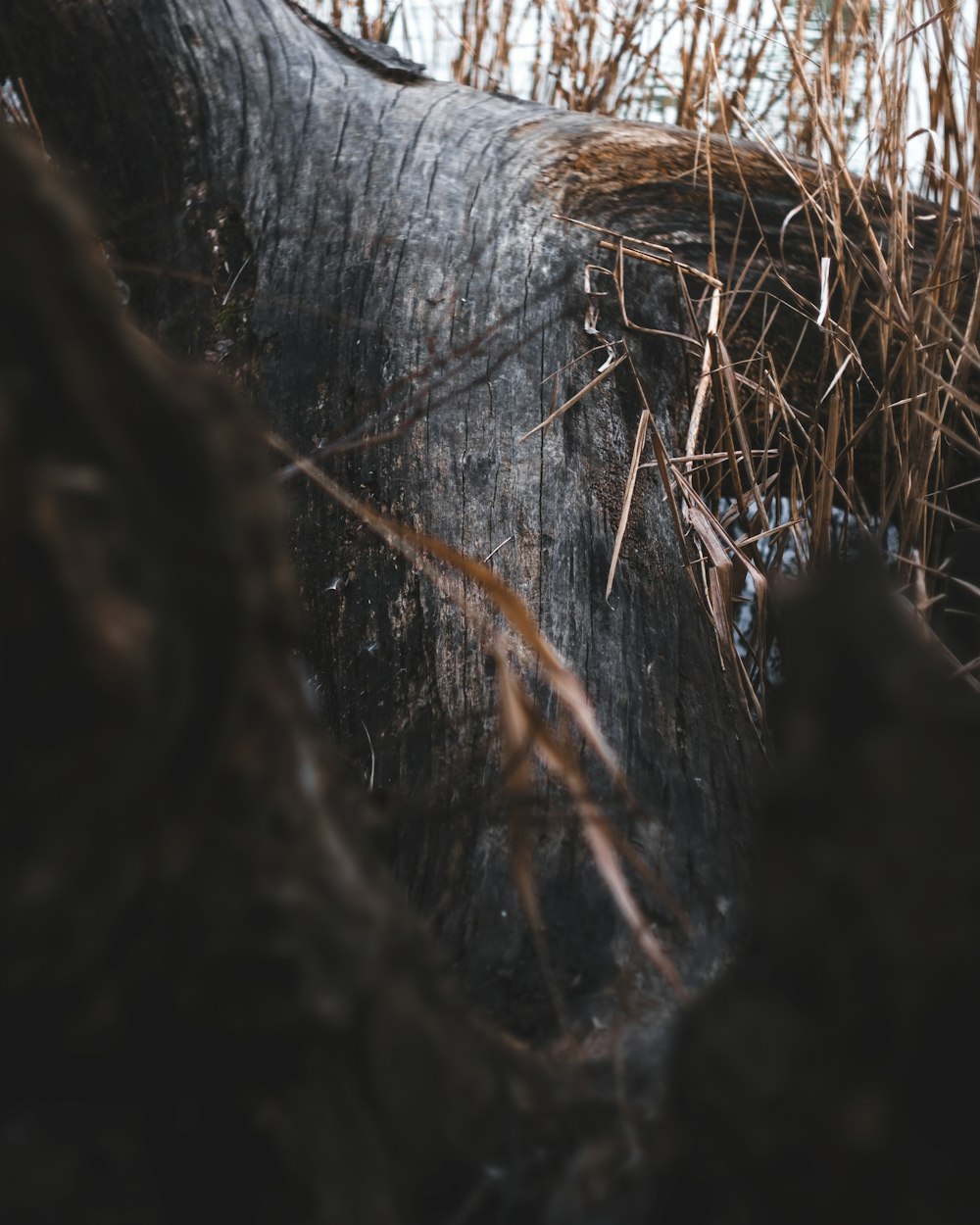 a tree trunk with many branches