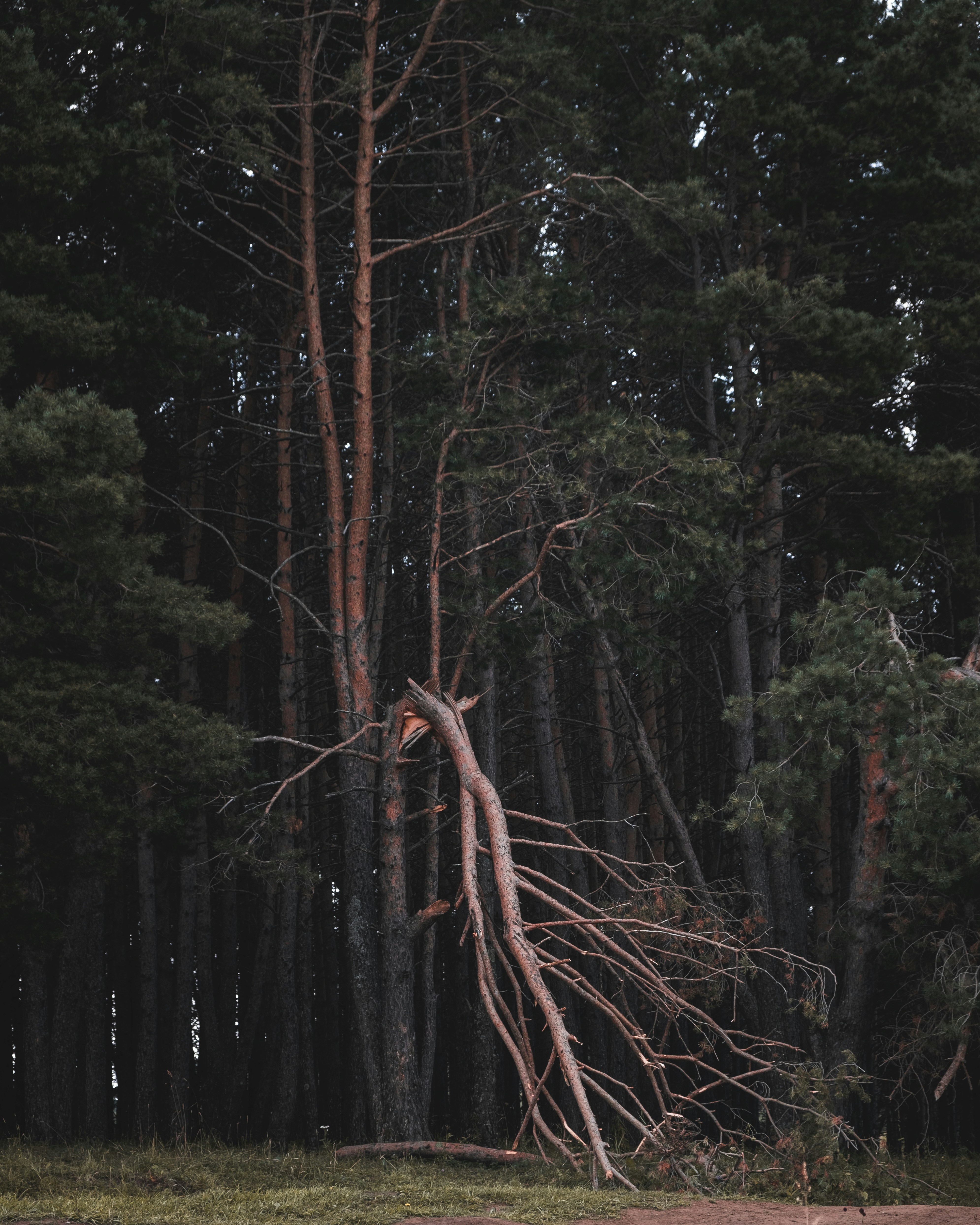 Photo by sopuresocold