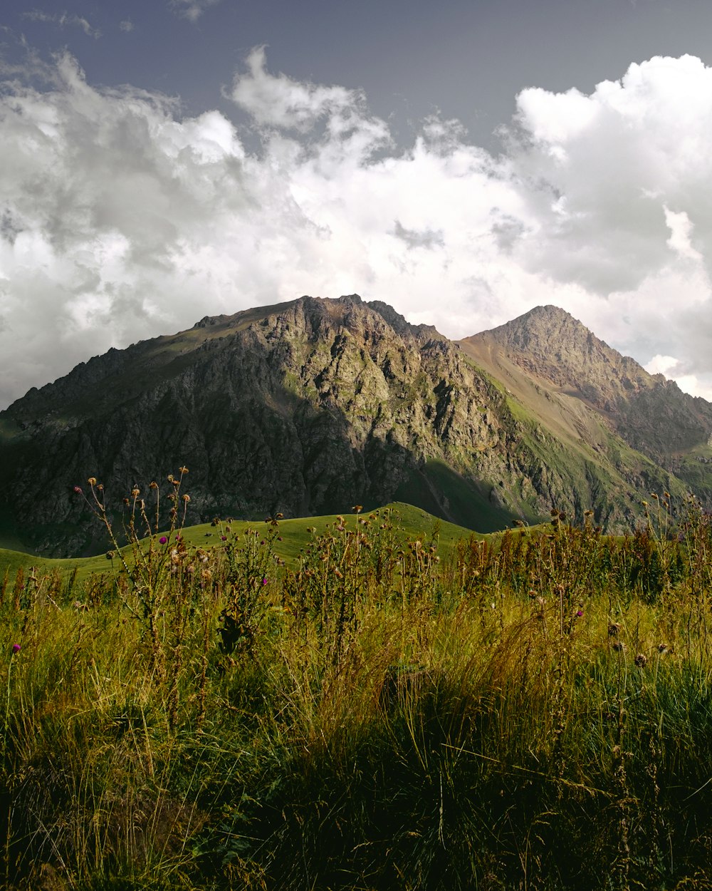 a grassy field with a mountain in the background