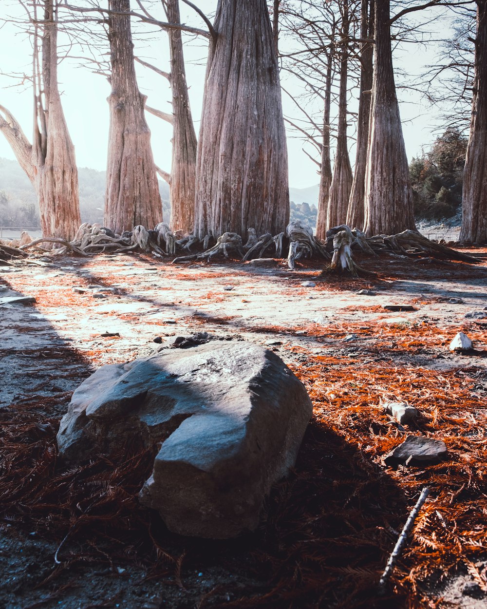 a stream with rocks and trees