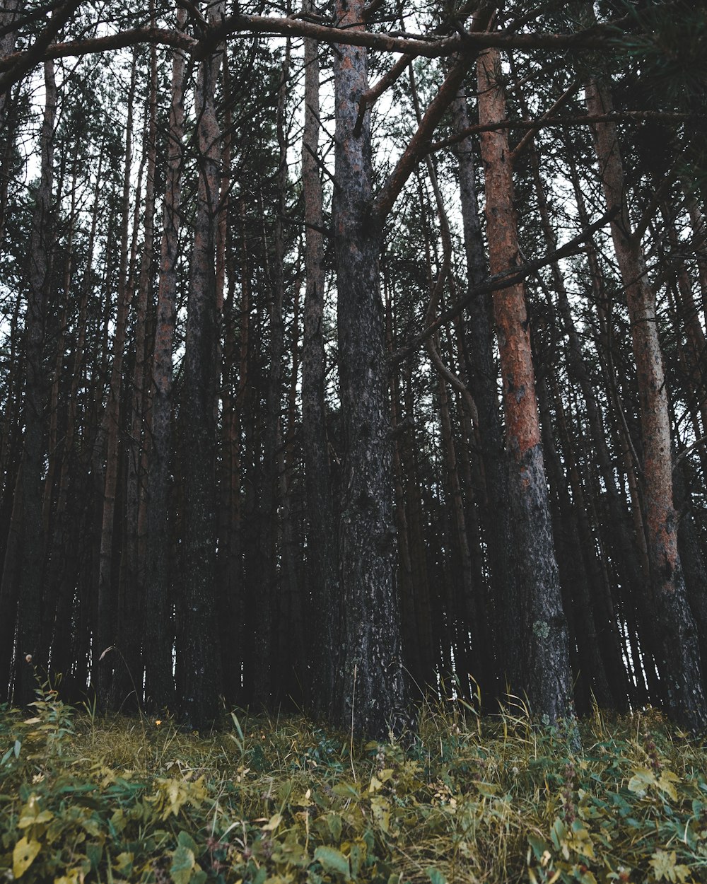 a forest of tall trees