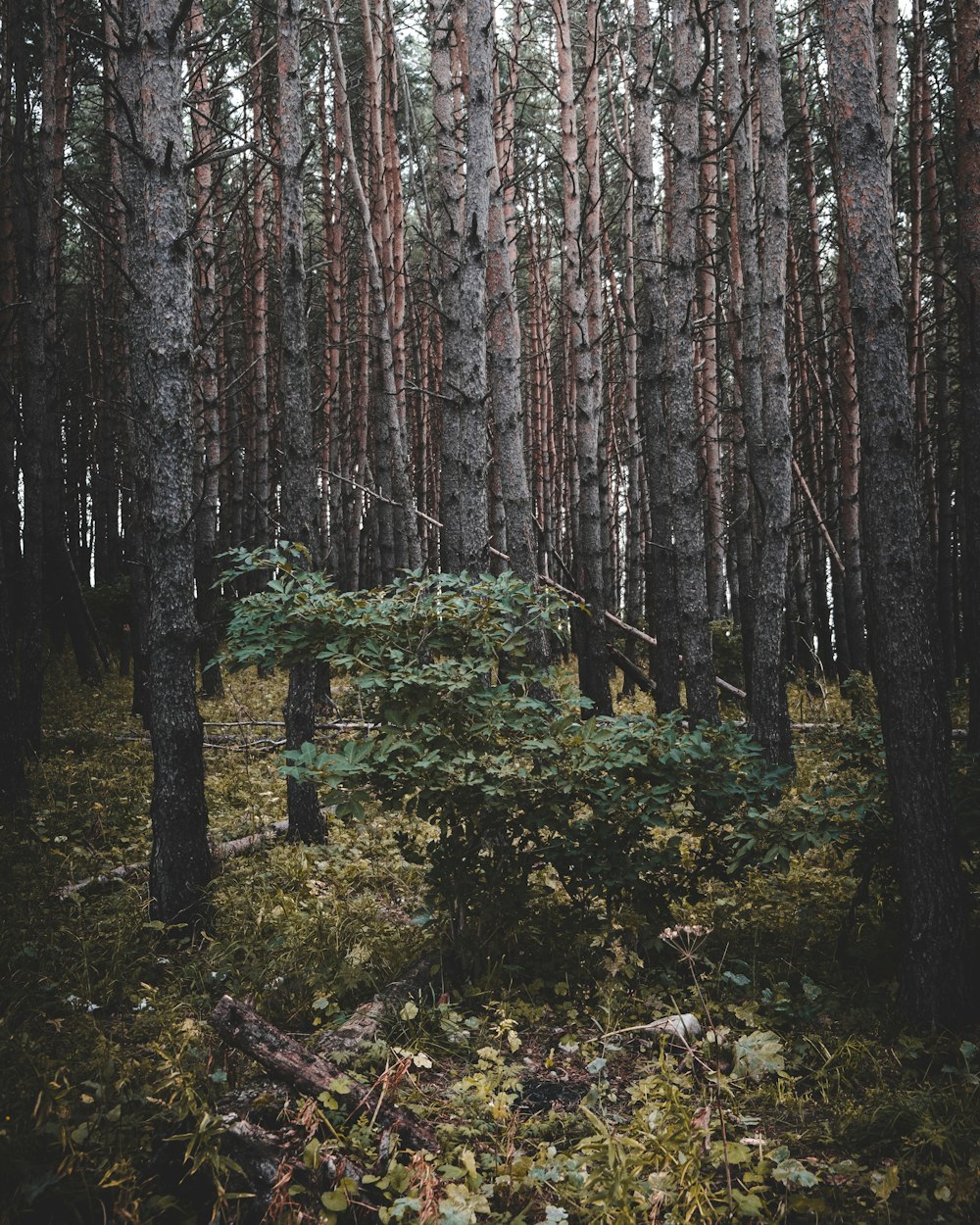 a forest with trees