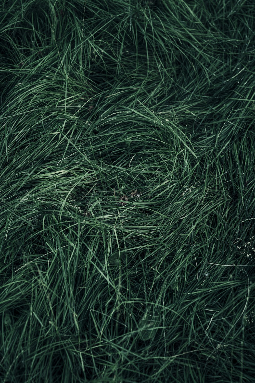 close up of grass