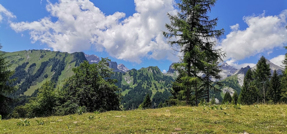 a grassy area with trees and mountains in the background