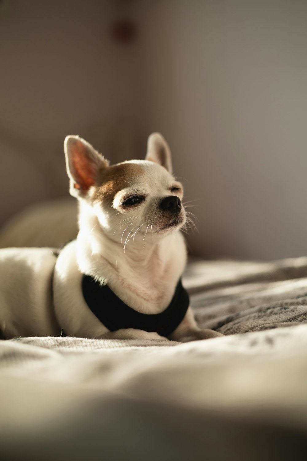 a small dog wearing a suit