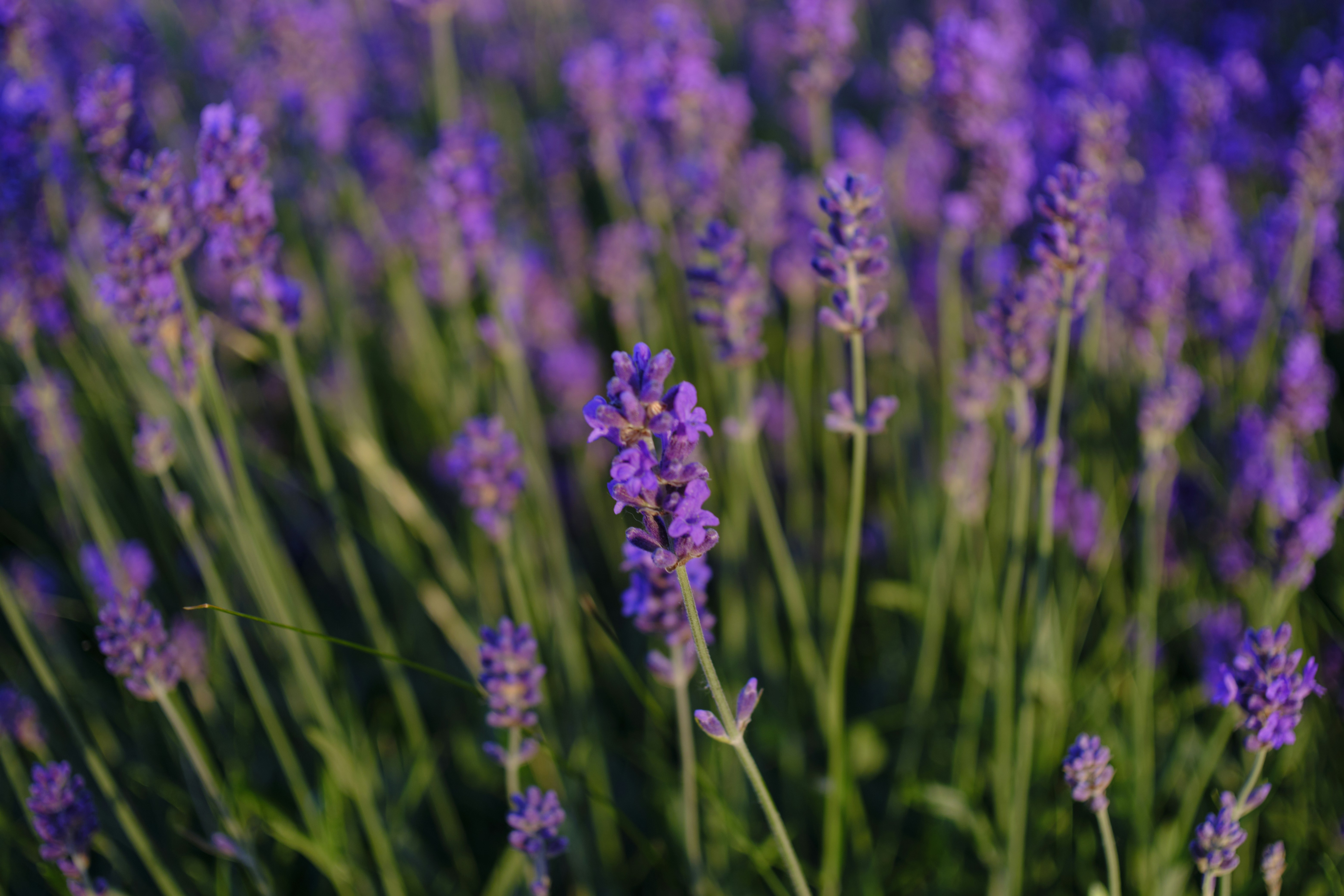 Photo by anton_keizer