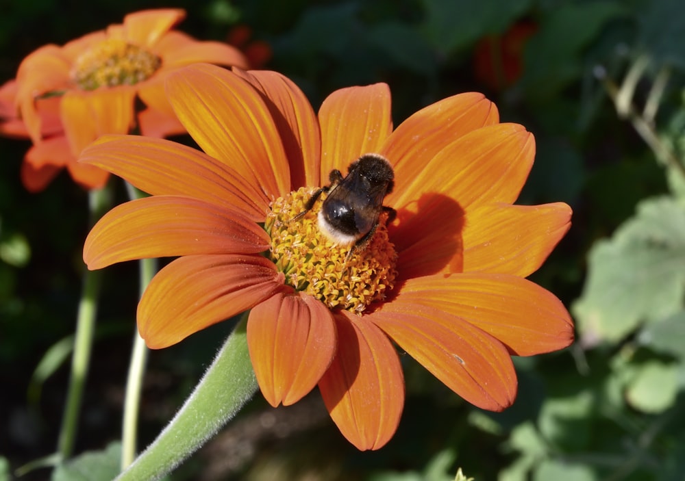 a bee on a flower