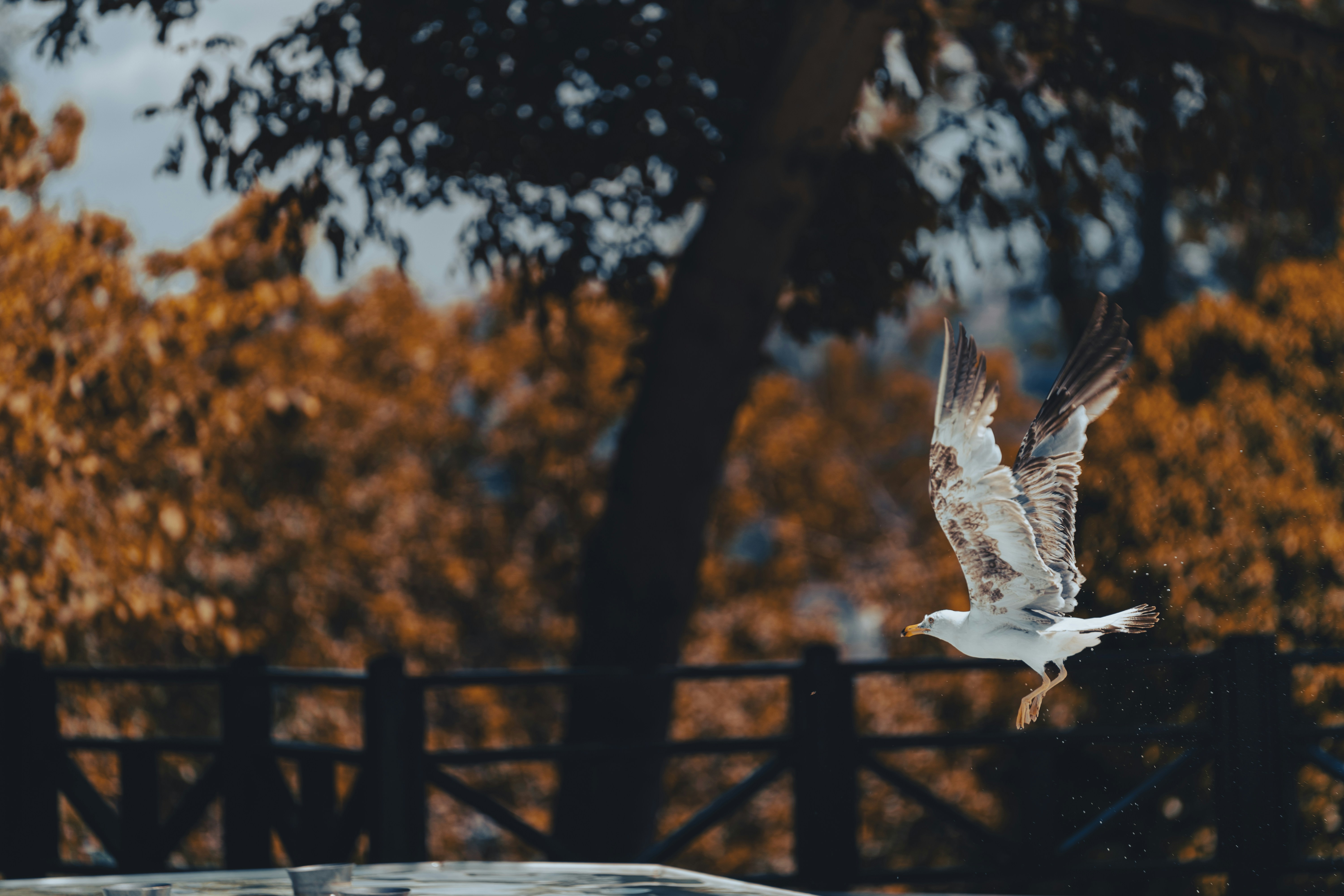 Photo by husien_bisky1