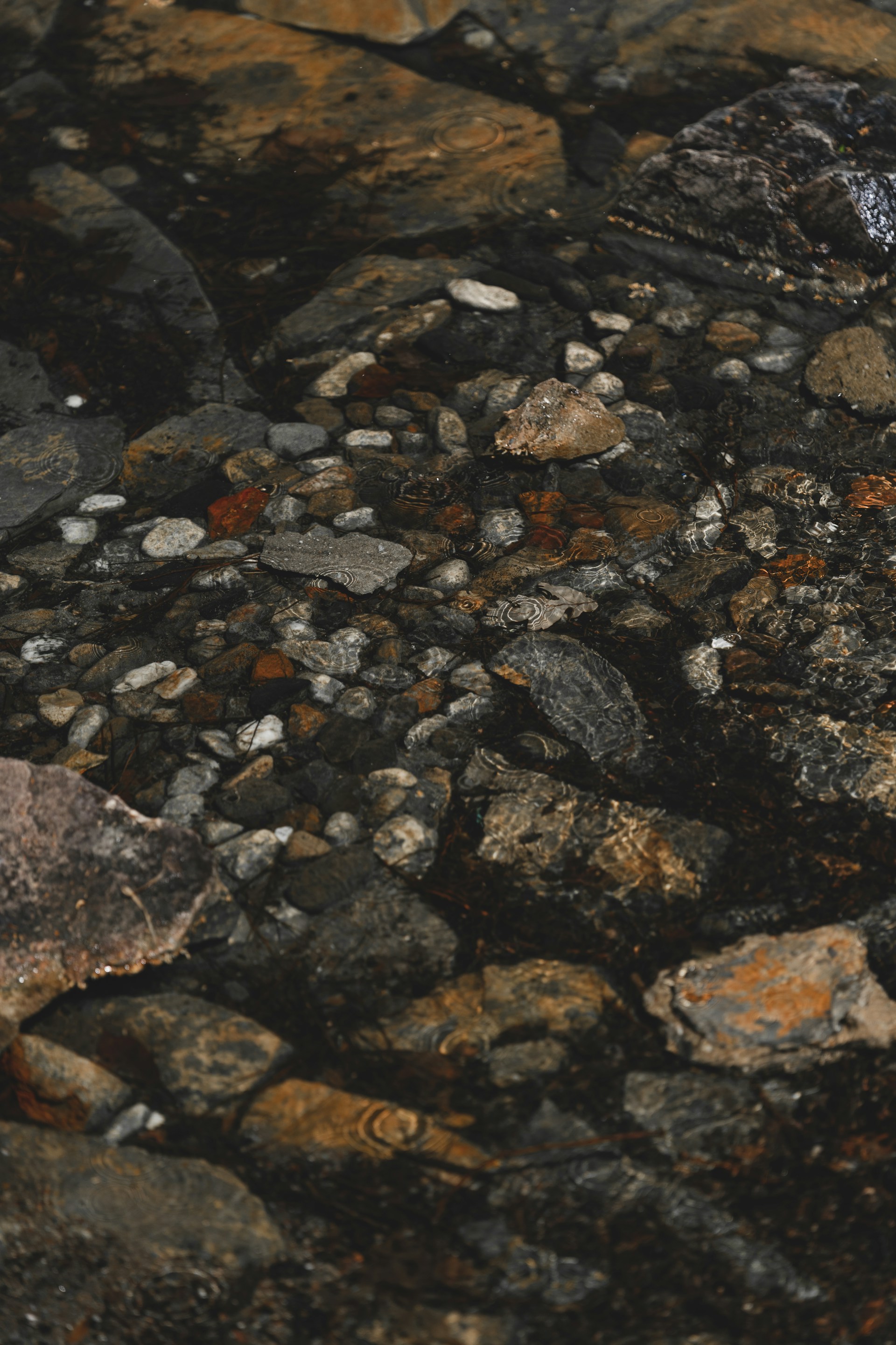 a stream of water with rocks and leaves