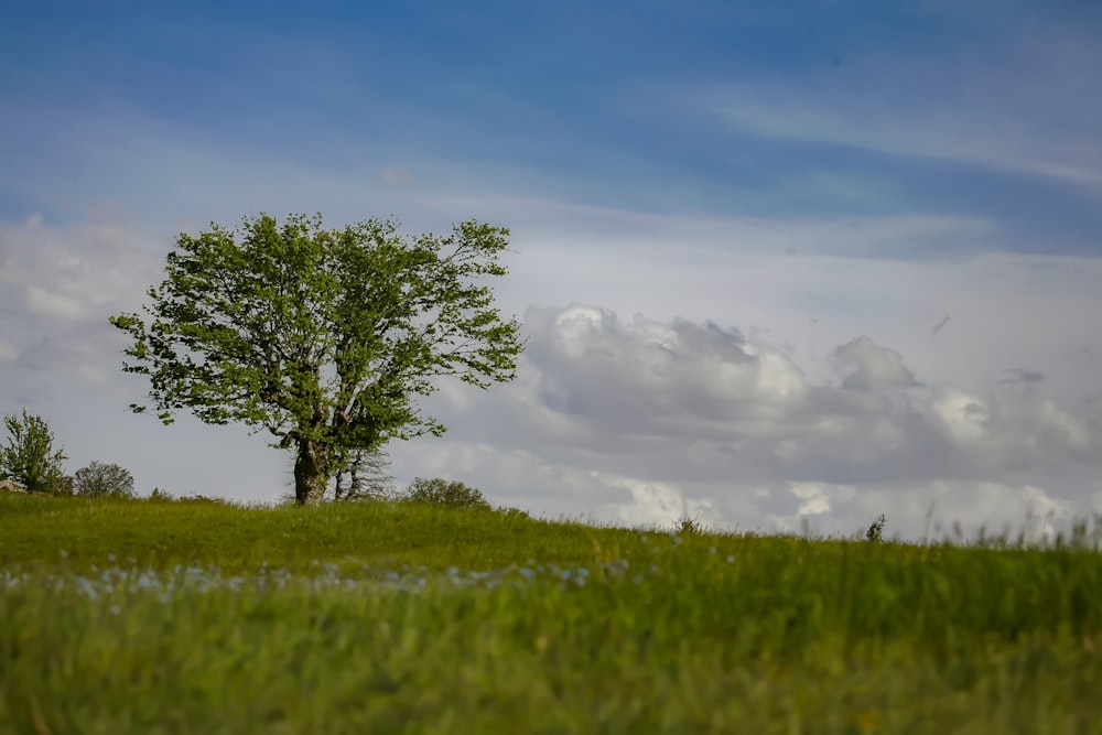 Un árbol en un campo