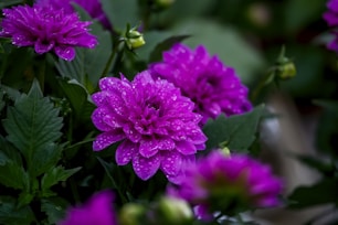 purple flowers on a plant