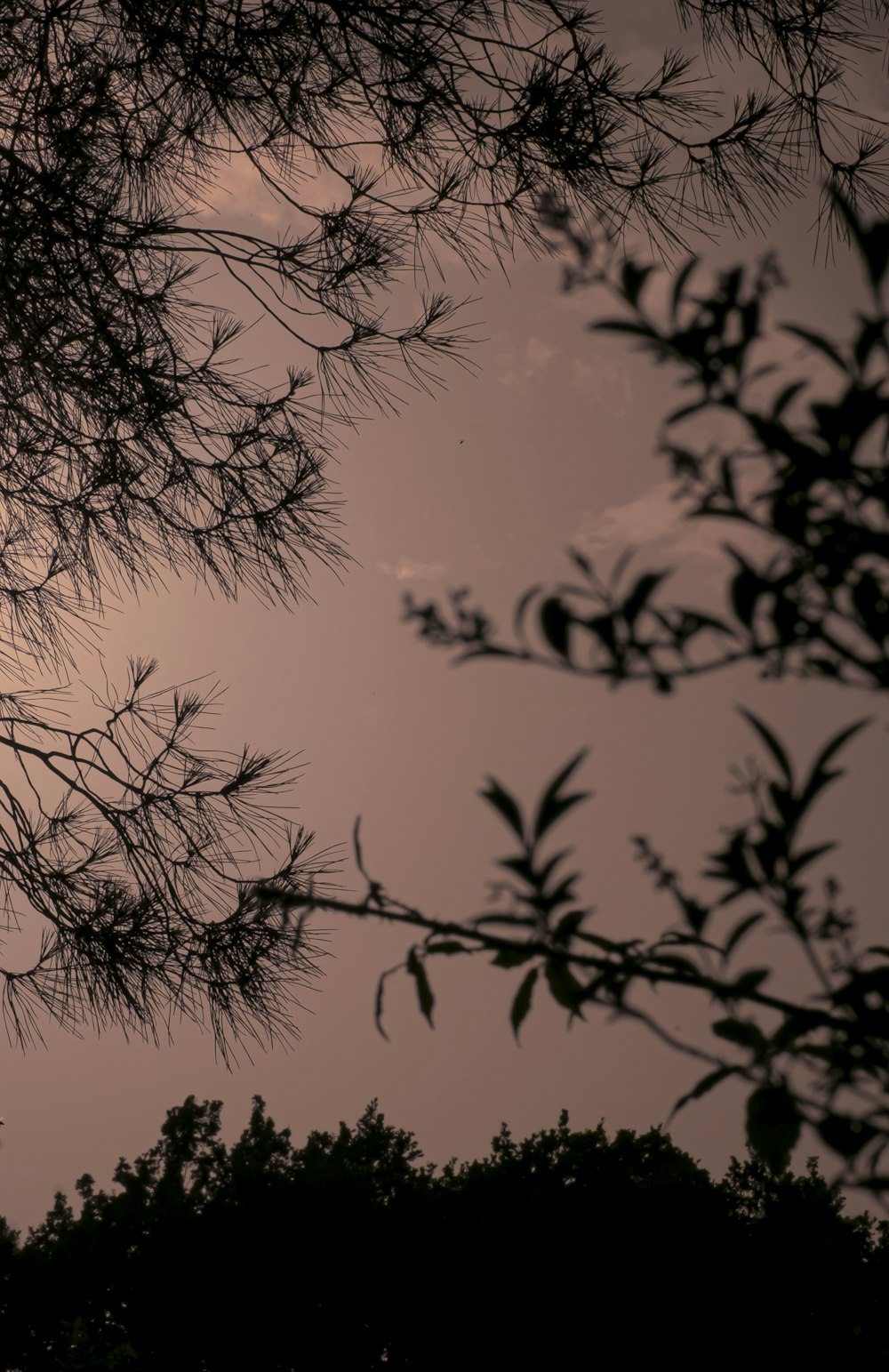 a silhouette of trees and a sunset