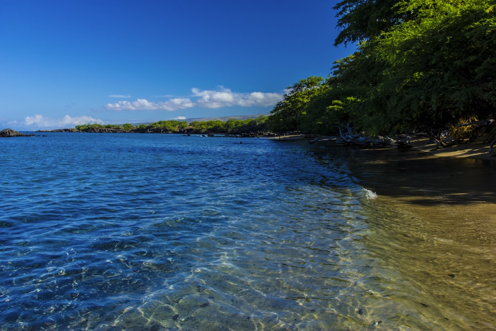 uno specchio d'acqua con alberi sul lato