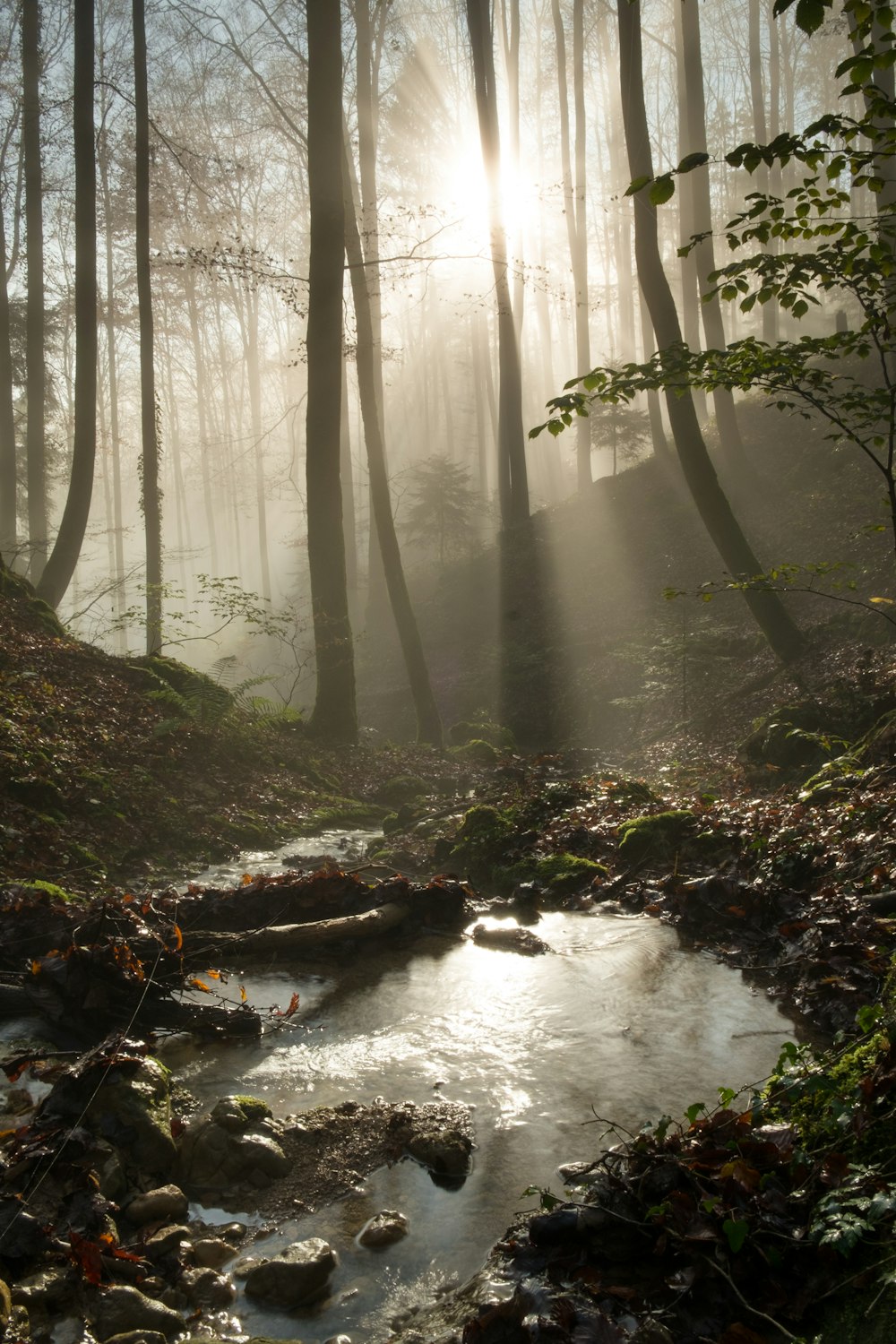 a stream in a forest