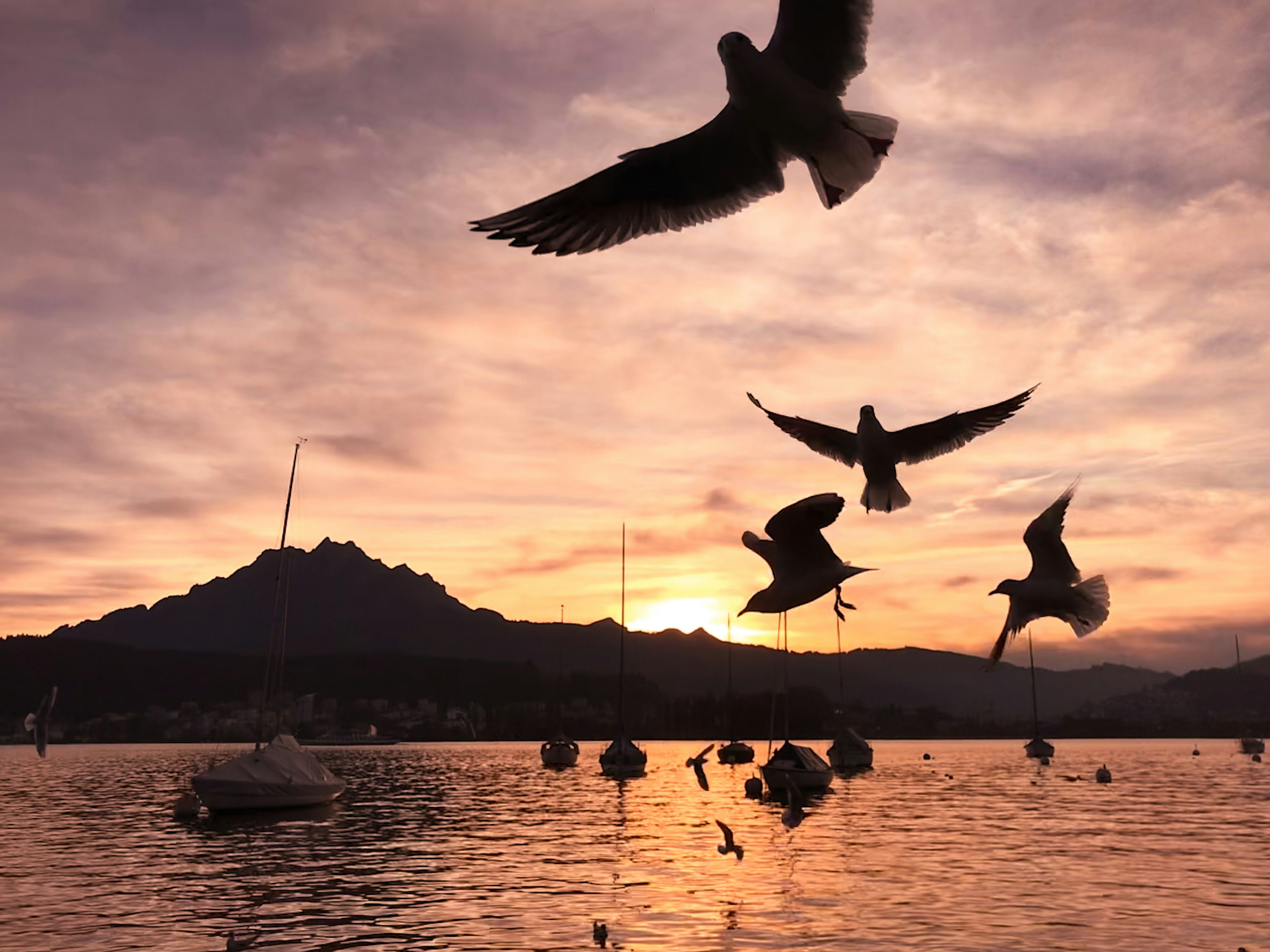 birds flying over water