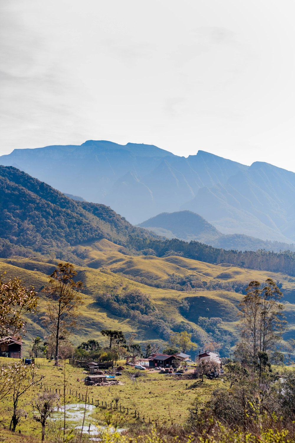 a landscape with trees and mountains in the background