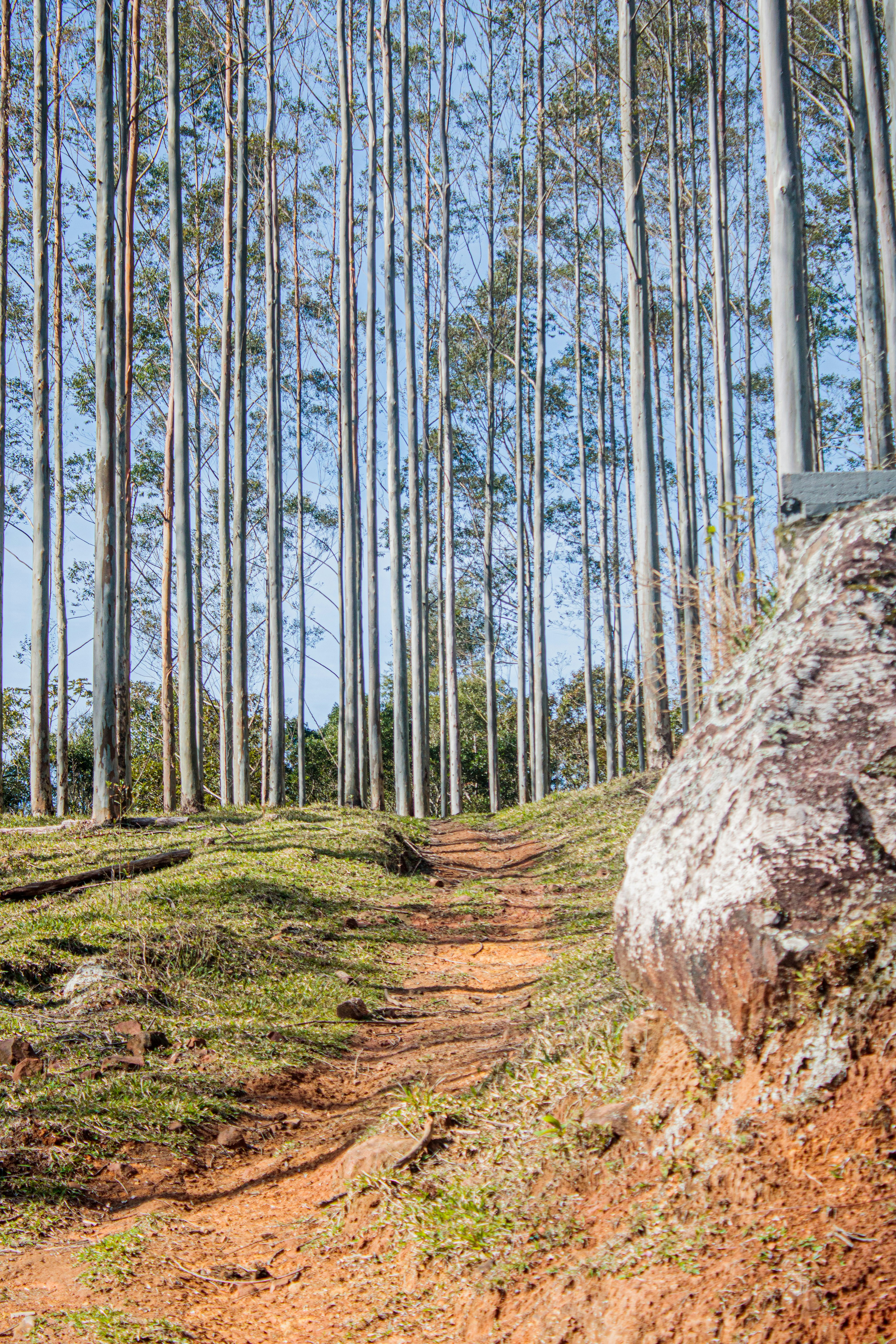 Brazil's Geographic Diversity and Regional Character