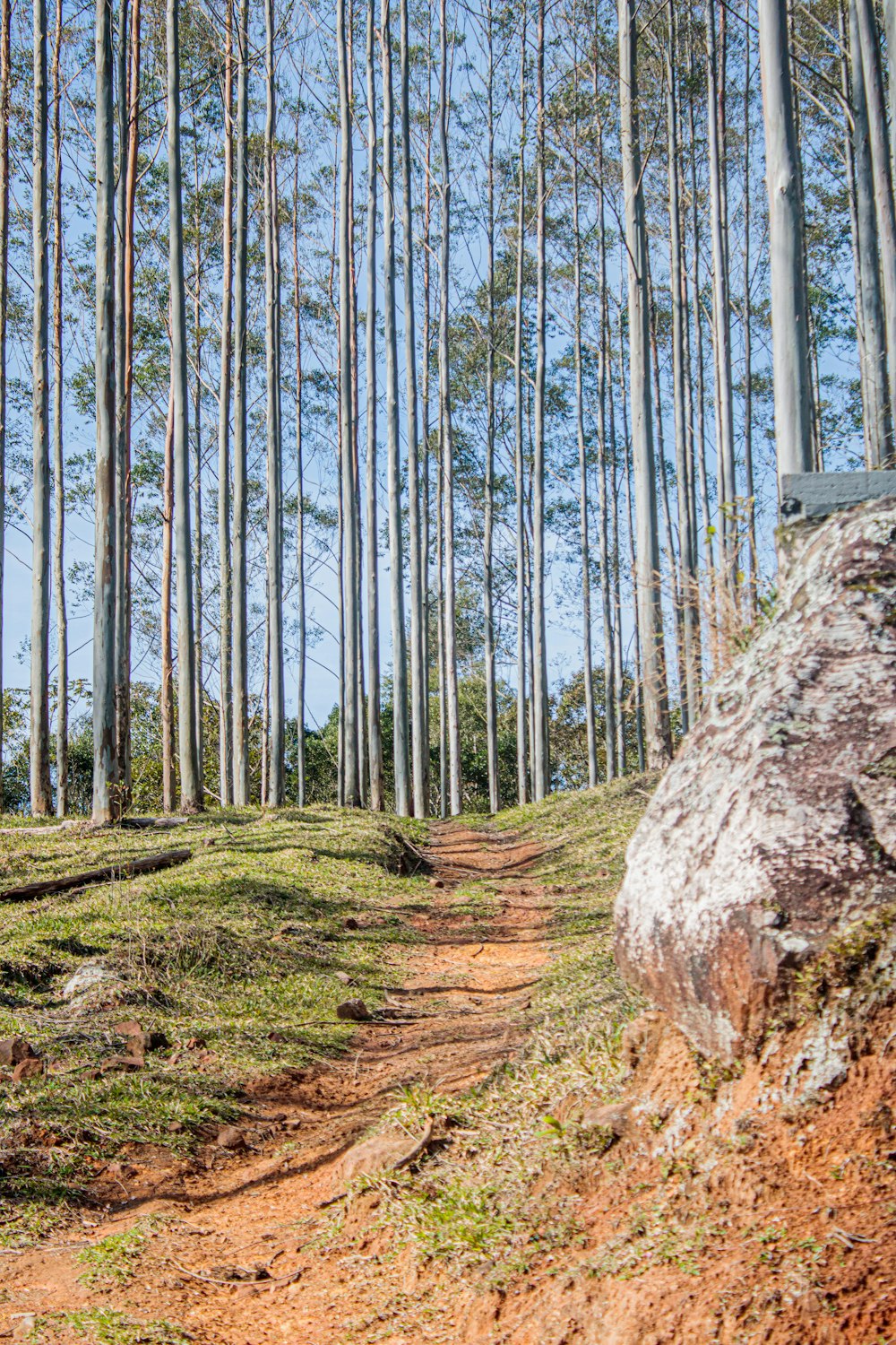 a path through a forest