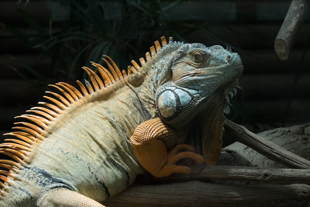 a lizard on a log