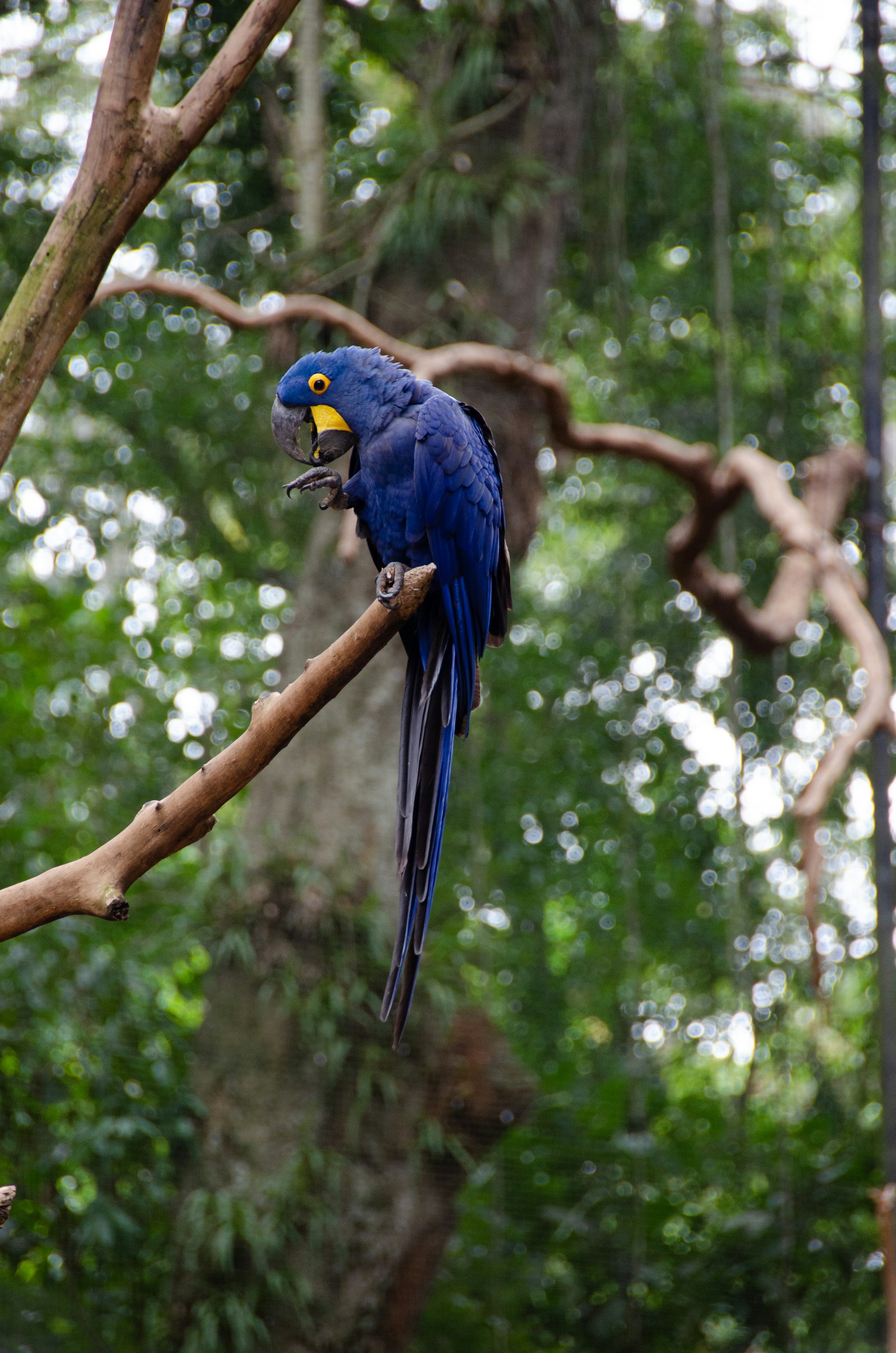 a colorful bird perched on a tree branch