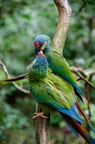 a couple of parrots on a tree branch