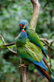 a couple of parrots on a tree branch