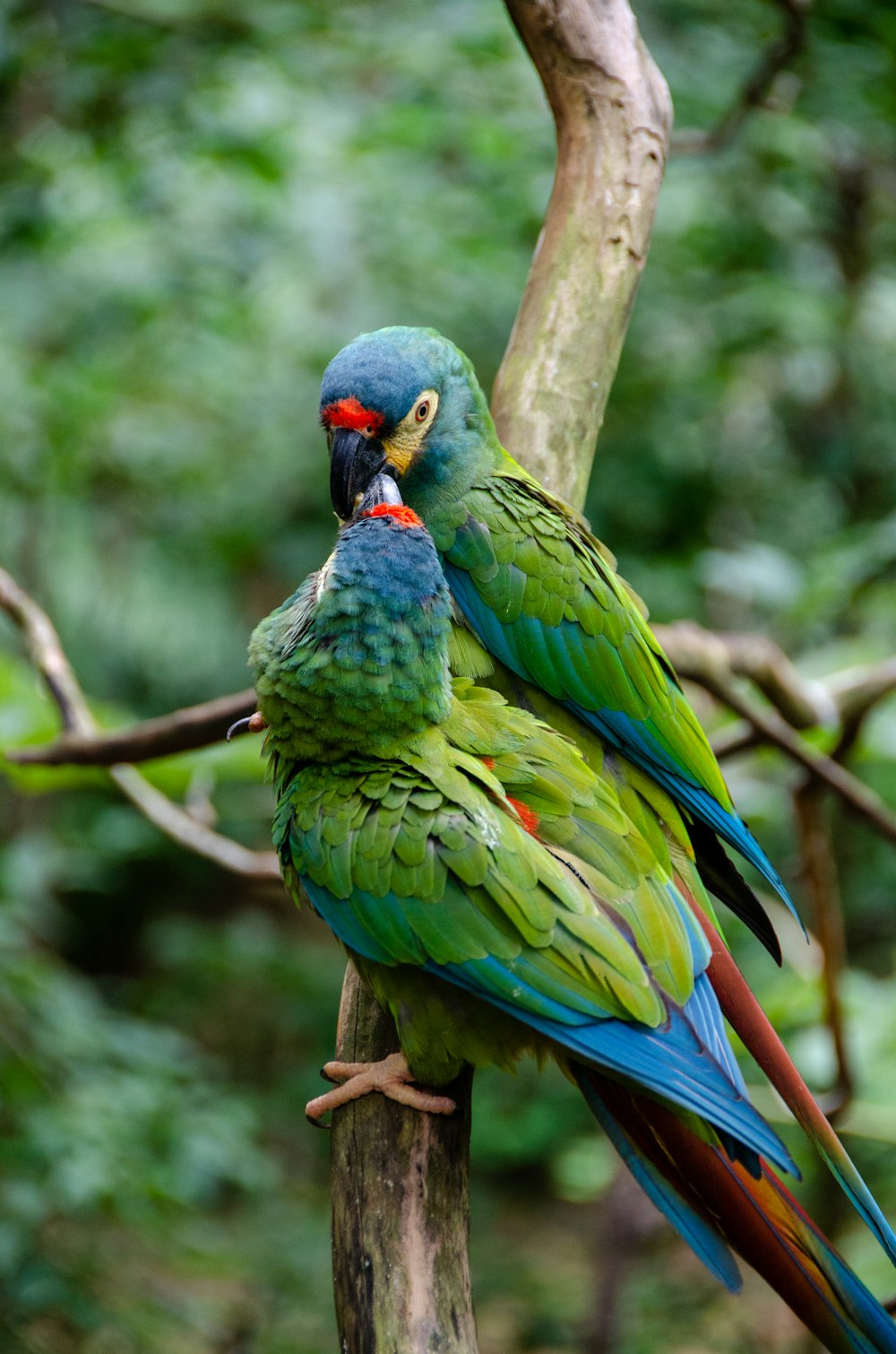 a couple of parrots on a tree branch