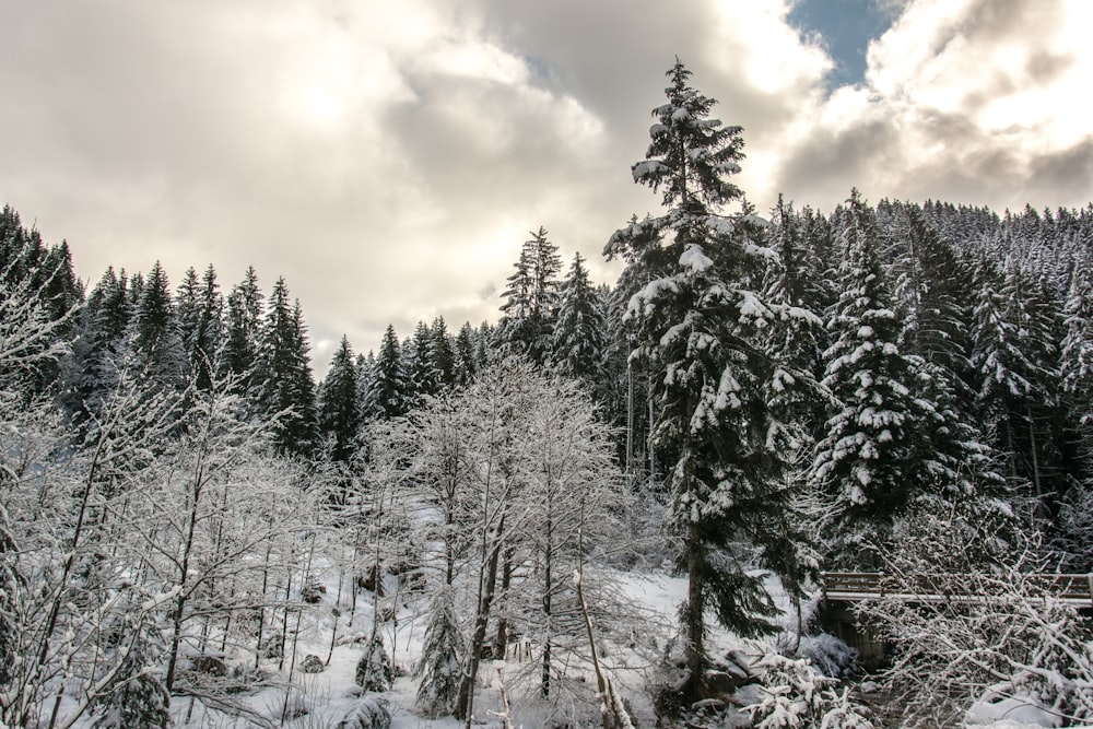 Ein verschneiter Wald mit Bäumen